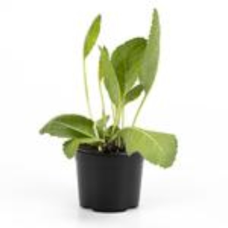 Peberrod -- Armoracia rusticana