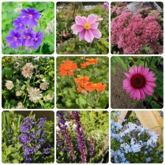 Staudebed med populære...