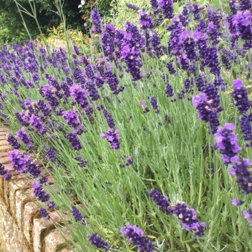 Lavendel Hidcote XL - Lavandula angustifolia Hidcote