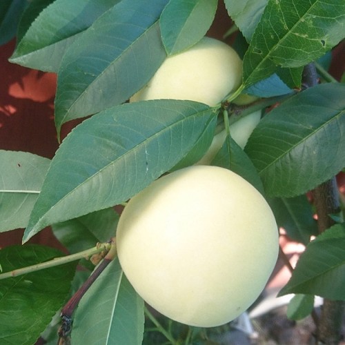 Ferskentræ Ice Peach (Hvid Fersken) - Prunus persica Ice Peach