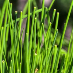 Purløg / Allium schoenoprasum