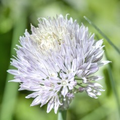Purløg Elbe - Allium schoenoprasum Elbe