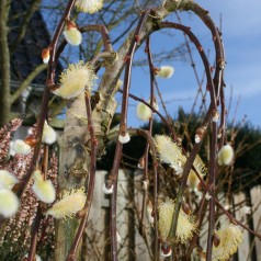 Hængepil 60 cm. stamme. - Salix caprea Kilmarnock