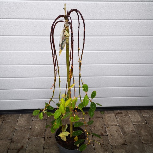 Hængepil 60 cm. stamme. - Salix caprea Kilmarnock