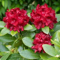 Rhododendron hybrid Cherry Kiss 30-40 cm.