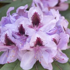 Rhododendron hybrid Metallica 30-40 cm.