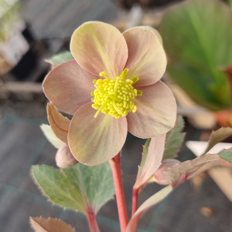 Påskeklokke Sternii - Helleborus Sternii