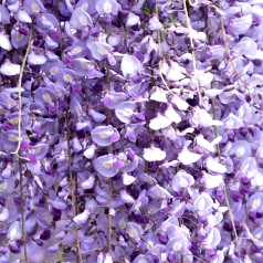 Japansk Blåregn Royal...