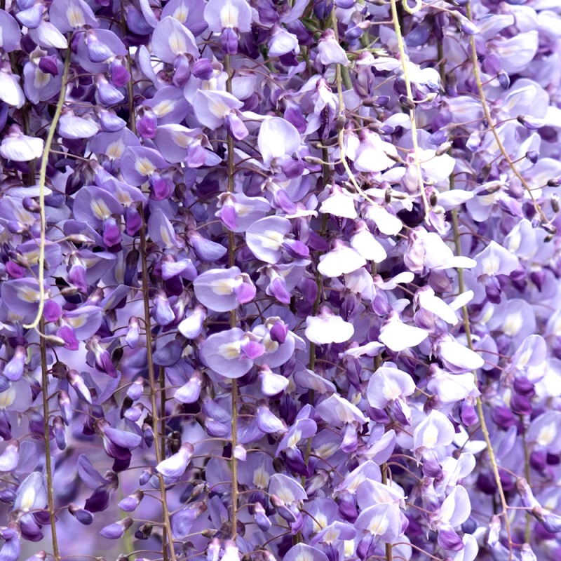 Japansk Blåregn Royal Purple 70-100 cm. - Wisteria floribunda Royal Purple