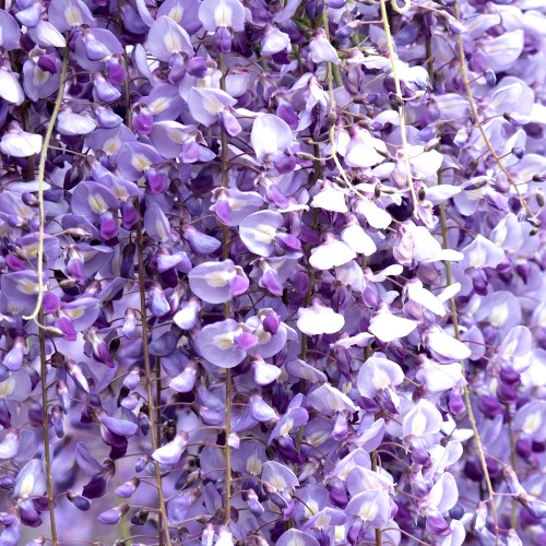Japansk Blåregn Royal Purple 70-100 cm. - Wisteria floribunda Royal Purple