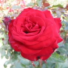 Rose Peter Wessel - Buketrose