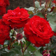 Rose Peter Wessel - Buketrose