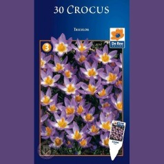 Crocus Tricolor / 30 Løg