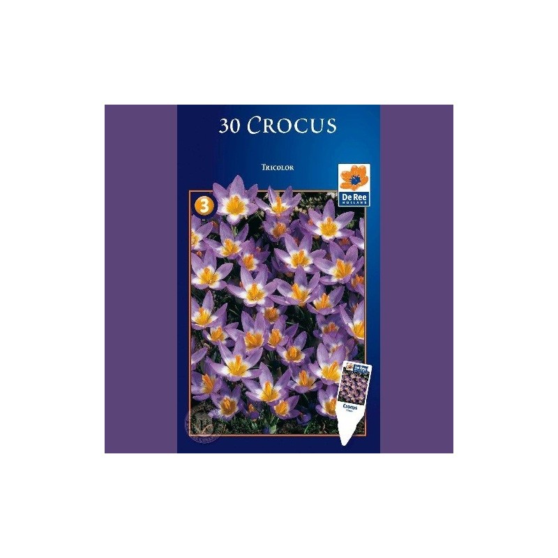 Crocus Tricolor / 30 Løg