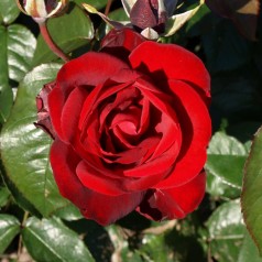 Rose Peter Wessel - Buketrose