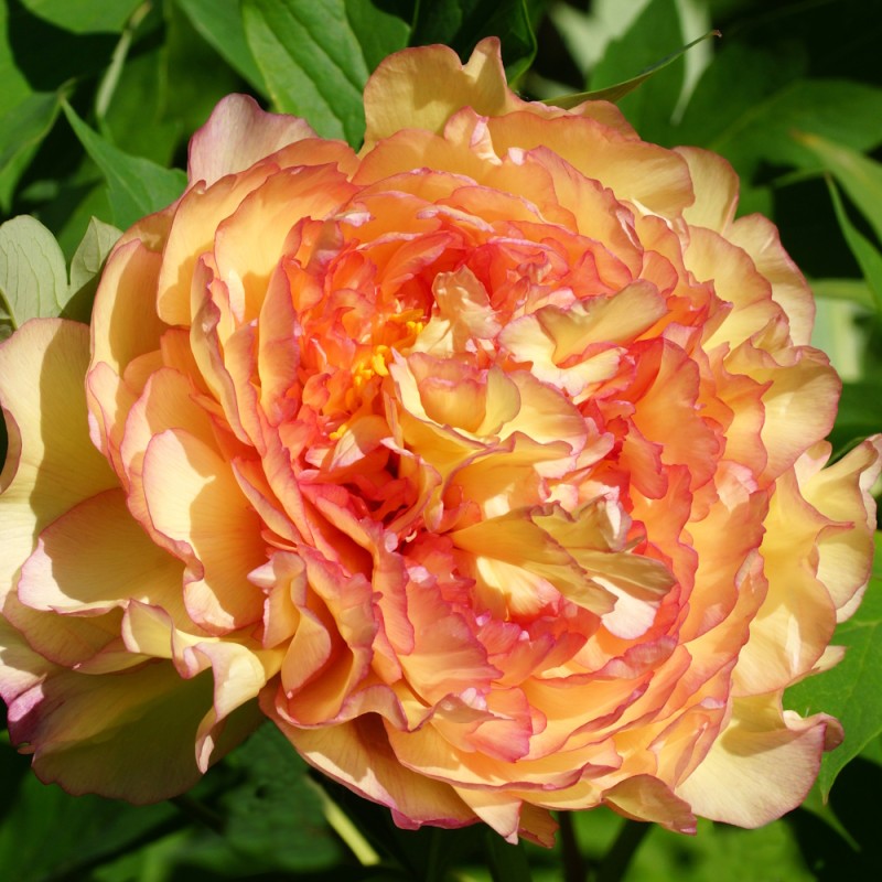 Træpæon Jin Ge - Paeonia suffruticosa Jin Ge