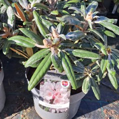 Rhododendron Yakushimanum Koichiro Wada 25-40 cm.