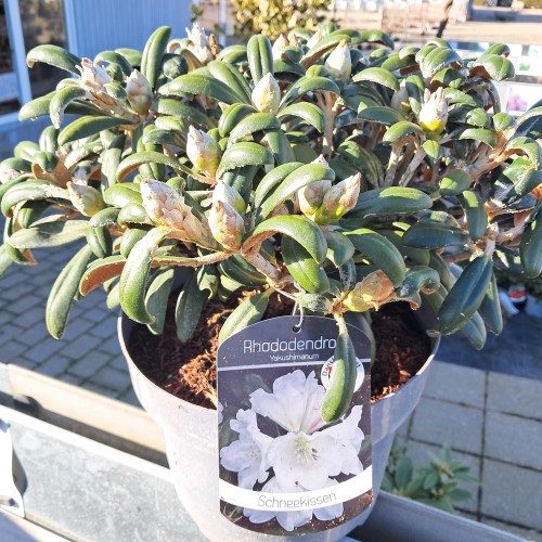 Rhododendron Yakushimanum Schneekissen 25-40 cm.
