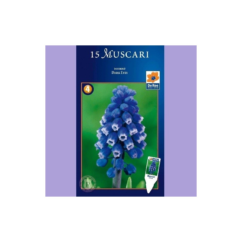 Muscari Dark Eyes - Perlehyacint / 15 Løg