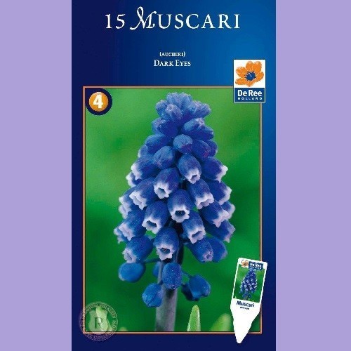 Muscari Dark Eyes - Perlehyacint / 15 Løg