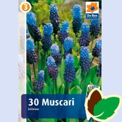 Perlehyacintløg latifolium - Muscari / 10 Løg