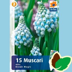 Perlehyacintløg Ocean Magic - Muscari Lyseblå / 15 Løg