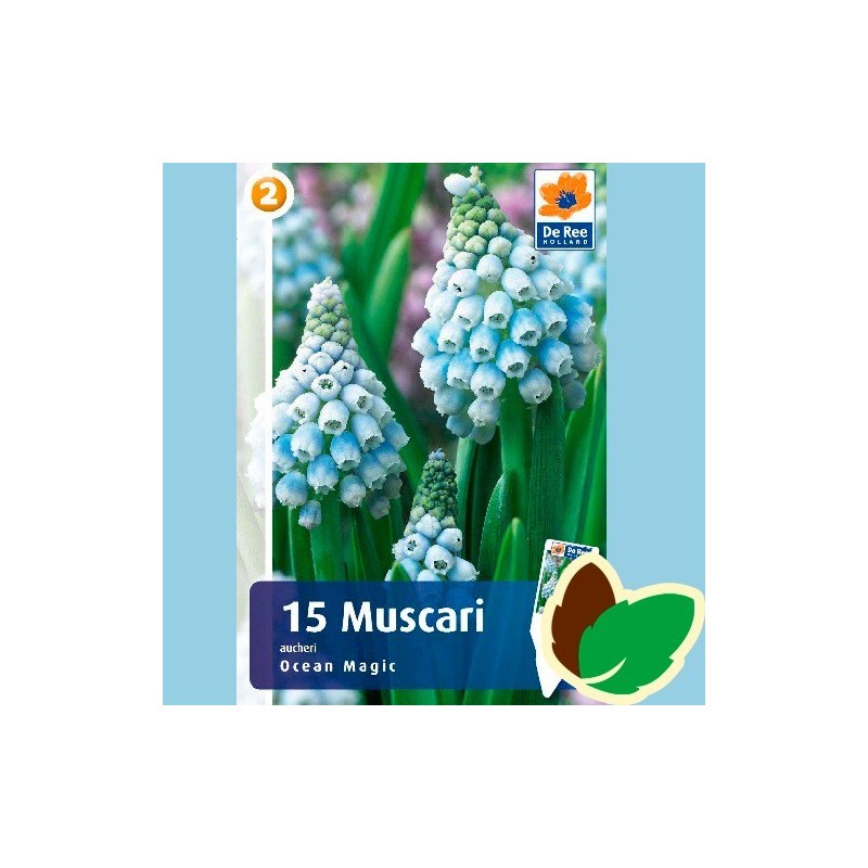 Perlehyacintløg Ocean Magic - Muscari Lyseblå / 15 Løg