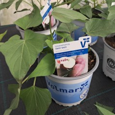 Sød kartoffel Hvid - Ipomoea batatas Erato® White
