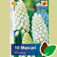 Perlehyacintløg White Magic - Muscari Hvid / 10 Løg