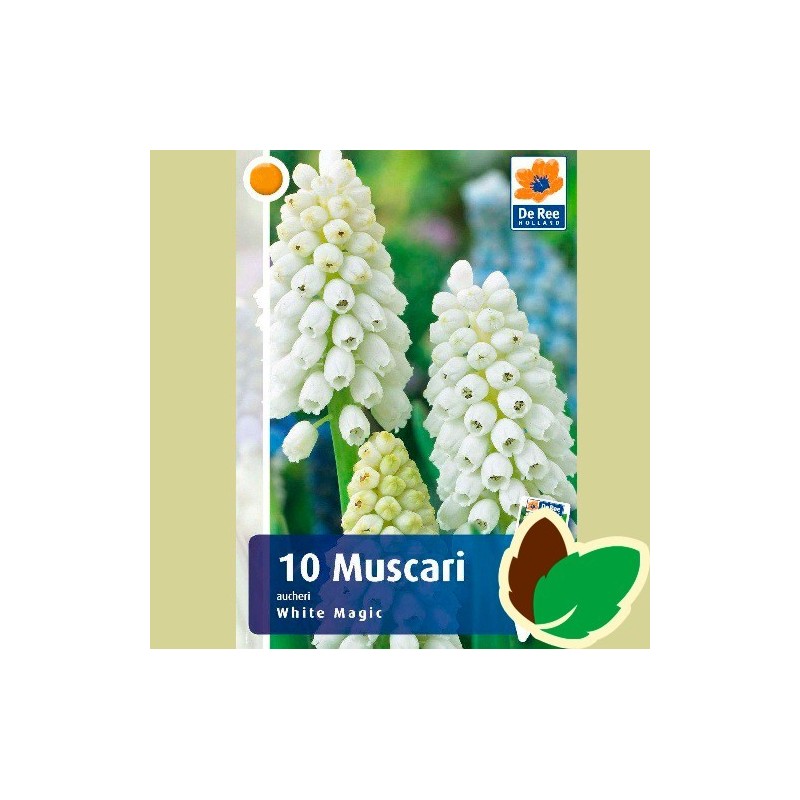 Perlehyacintløg White Magic - Muscari Hvid / 10 Løg