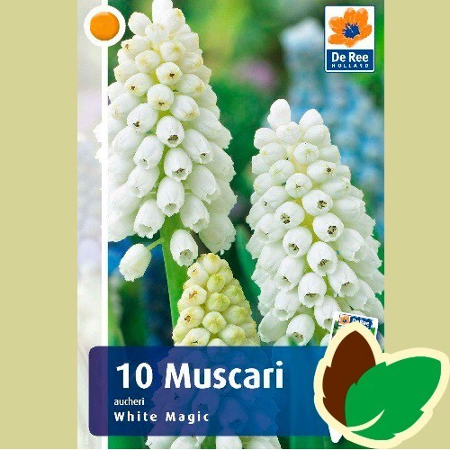 Perlehyacintløg White Magic - Muscari Hvid / 10 Løg