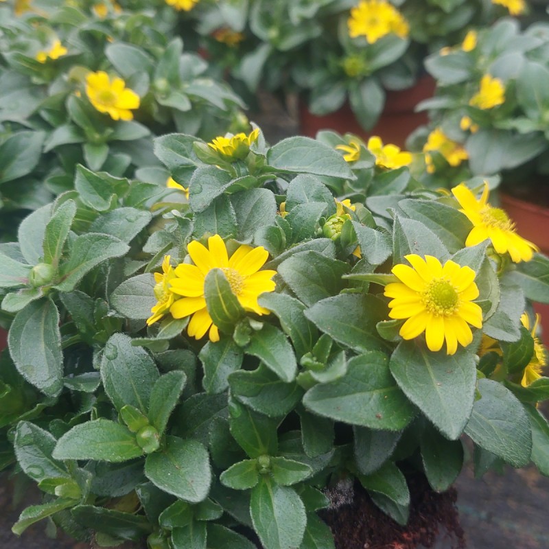 Solknap - Sanvitalia