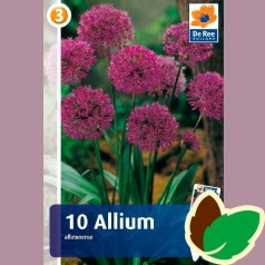 Prydløg aflatunense - Allium / 10 Løg