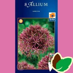 Prydløg Albopilosum - Allium / 8 Løg