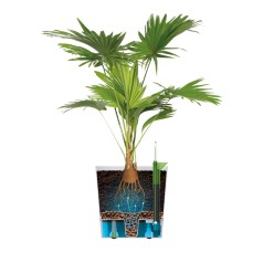 Indendørs Selvvandingspotte - Greensense Aqua Care