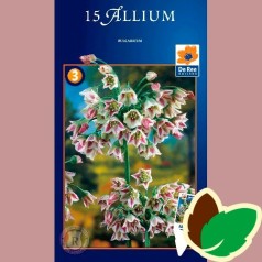 Prydløg Bulgaricum - Allium / 15 Løg