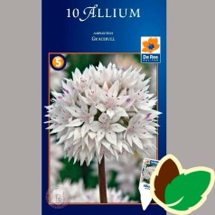 Prydløg Gracefull - Allium / 10 Løg