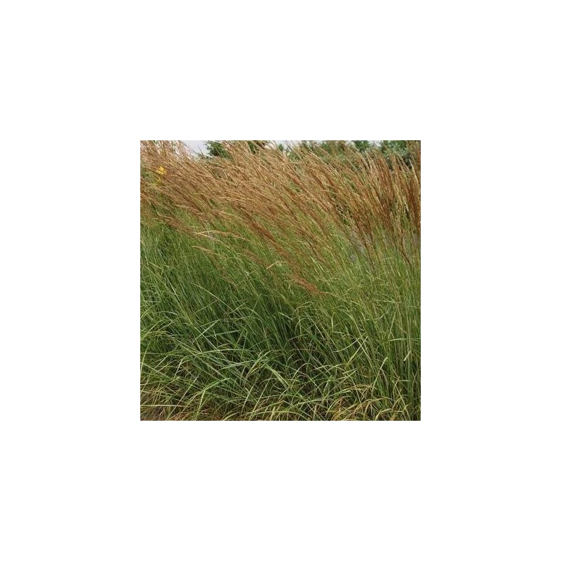 Calamagrostis acutiflora Overdam - Rørhvene