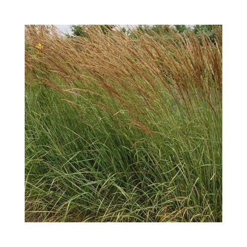 Calamagrostis acutiflora Overdam - Rørhvene