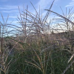 Elefantgræs Hermann Müssel XL - 5L - Miscanthus sinensis Hermann Müssel
