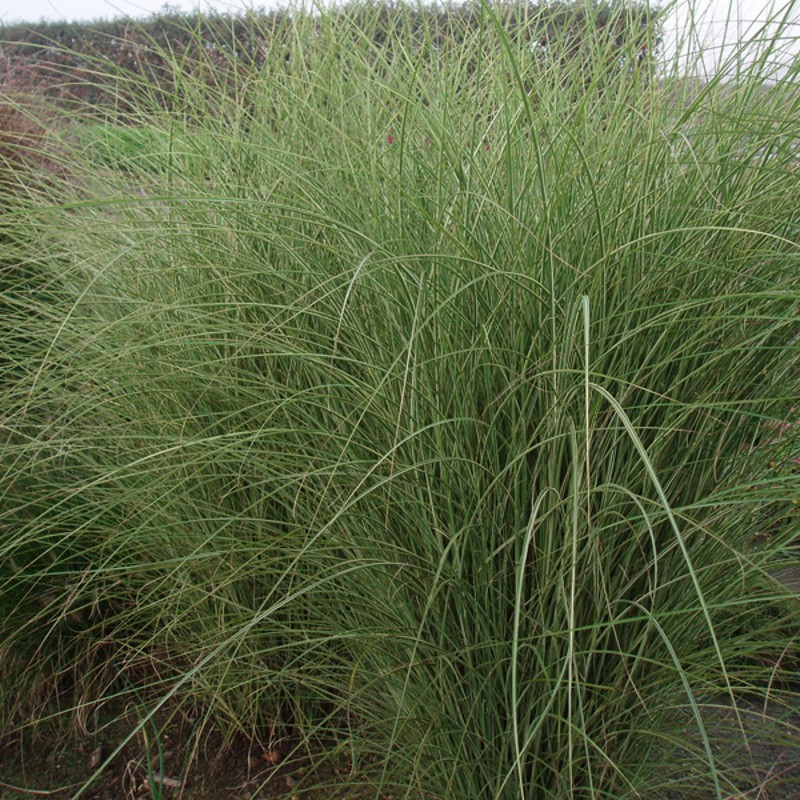 Elefantgræs Morning Light XL - 5L - Miscanthus sinensis Morning Light