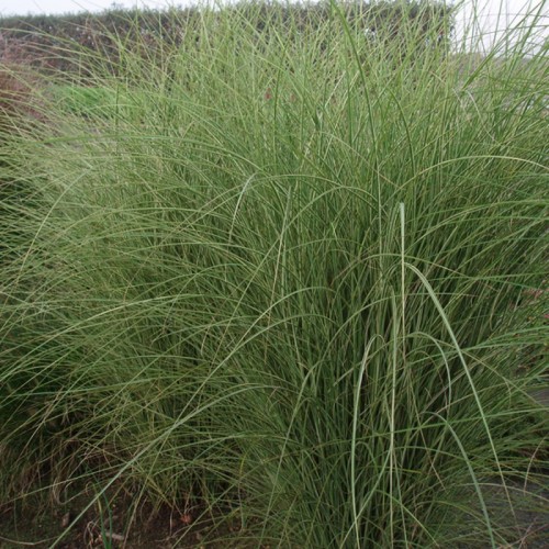 Elefantgræs Morning Light XL - 5L - Miscanthus sinensis Morning Light