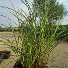Miscanthus sinensis Red Chief / Elefantgræs