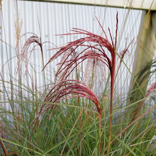 Kinesisk Sølvgræs Red Cloud XL - 10L - Miscanthus sinensis Red Cloud