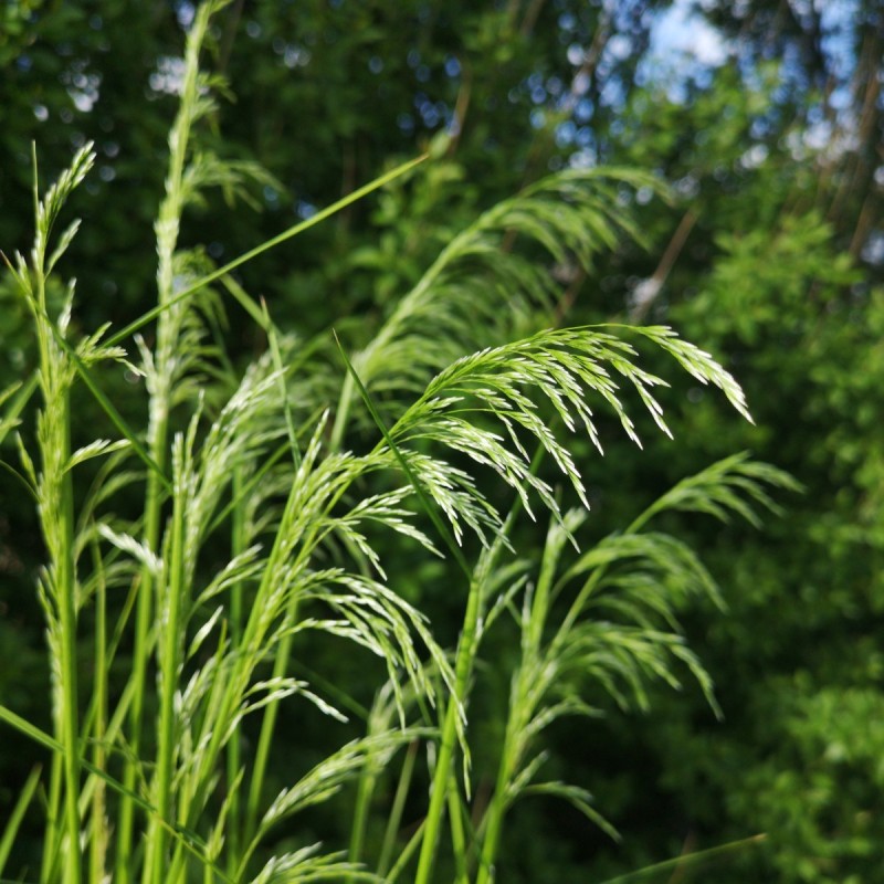 Stipa gigantea / Kæmpefjergræs