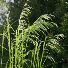 Stipa gigantea / Kæmpefjergræs