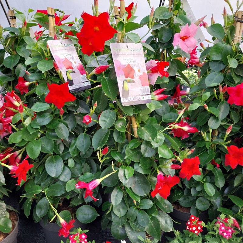 Bægerranke Rød Espalier 40 cm. - Dipladenia mandevilla Red