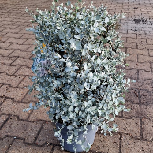 Eukalyptus busket 40-60 cm. - Eucalyptus gunnii