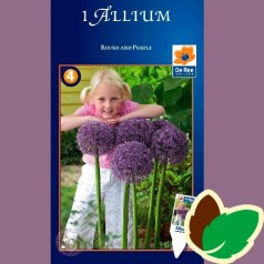 Prydløg Round and Purple - Allium / 1 Løg