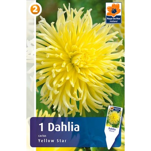 Dahlia Cactus Yellow Star / Georgin
